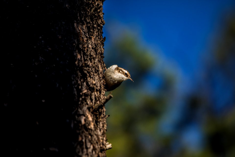 Brown Creeper (Certhia americana)