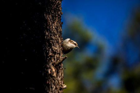 Brown Creeper (Certhia americana)