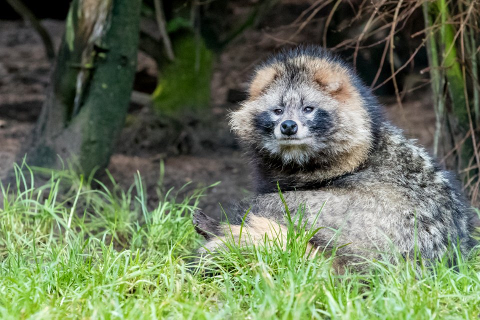 Raccoon dog 2016-01-08-00927
