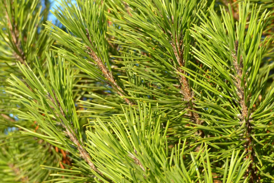 Branches tree green