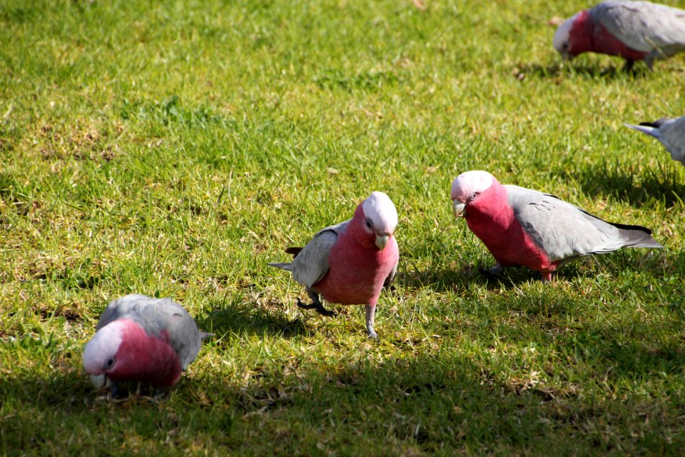 Galah. Cacatua roseicapilla
