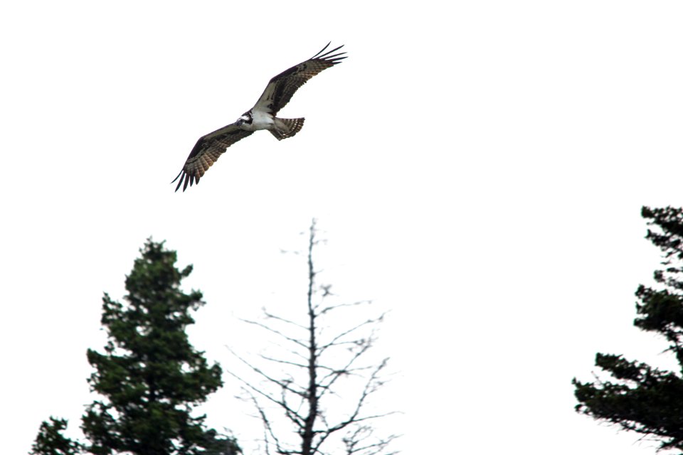 Osprey in Flight - Pandion haliaetus