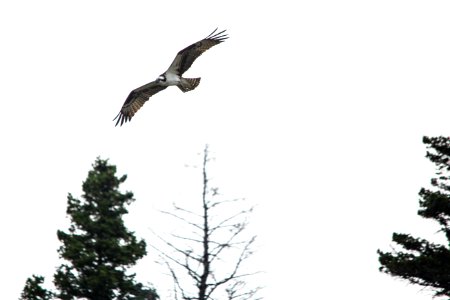 Osprey in Flight - Pandion haliaetus photo