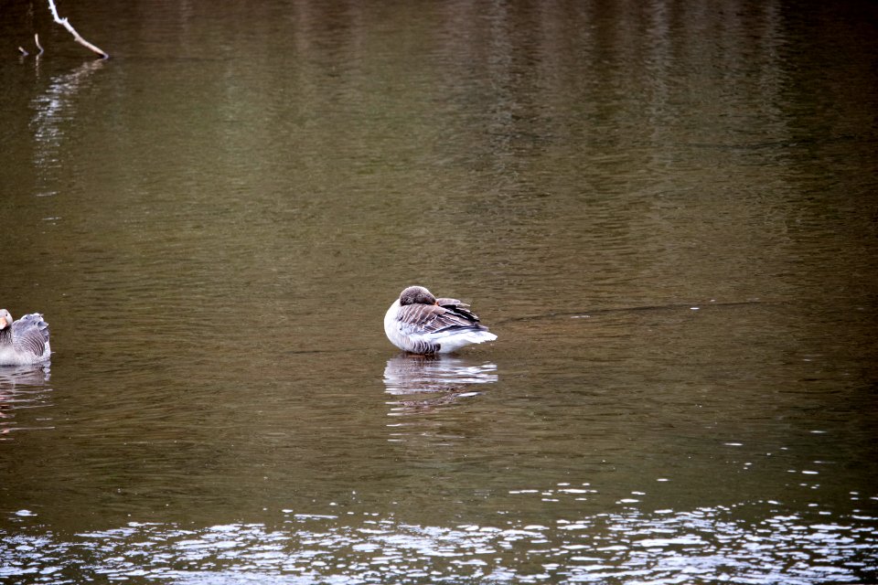 Ducks in Pond at Haddo House photo