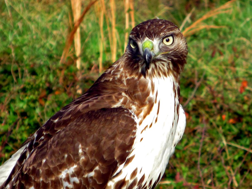 Red-tailed hawk