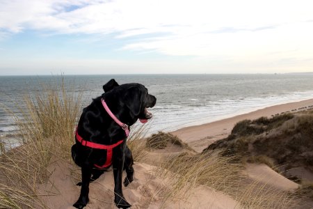 Black Lab in front of Ocean at Beach