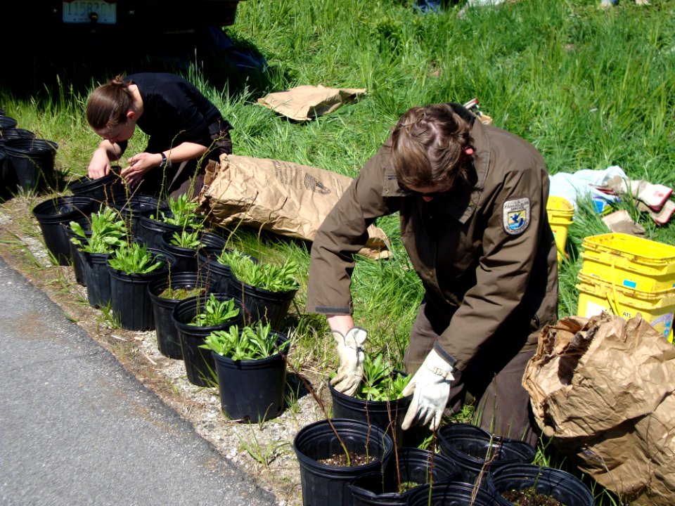 Restoring homes for New England cottontails