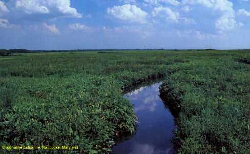 Slightly Brackish (Oligohaline) Marsh, Nanticoke, Maryland