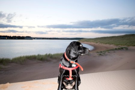 Black Labrador on a Beach at Dusk photo