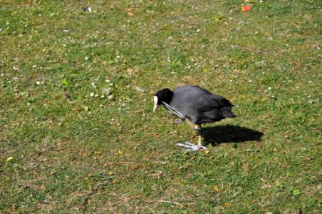 Eine Ente zeigt den Vogel photo