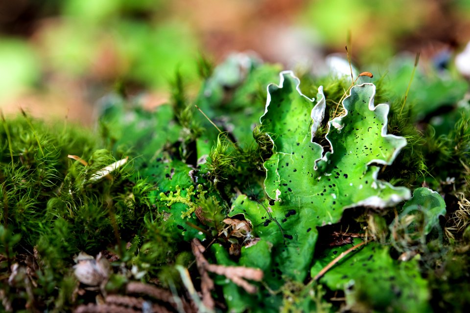 Forest Floor- Lichen and Moss