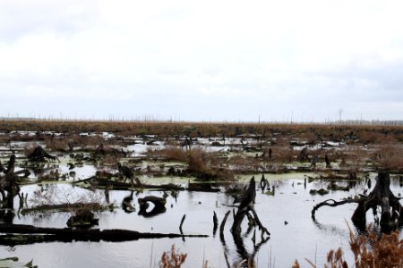 The burn scar at Great Dismal Swamp National Wildlife Refuge is picturesque, but also shows the damage that wildfires pose to the refuge and nearby communities