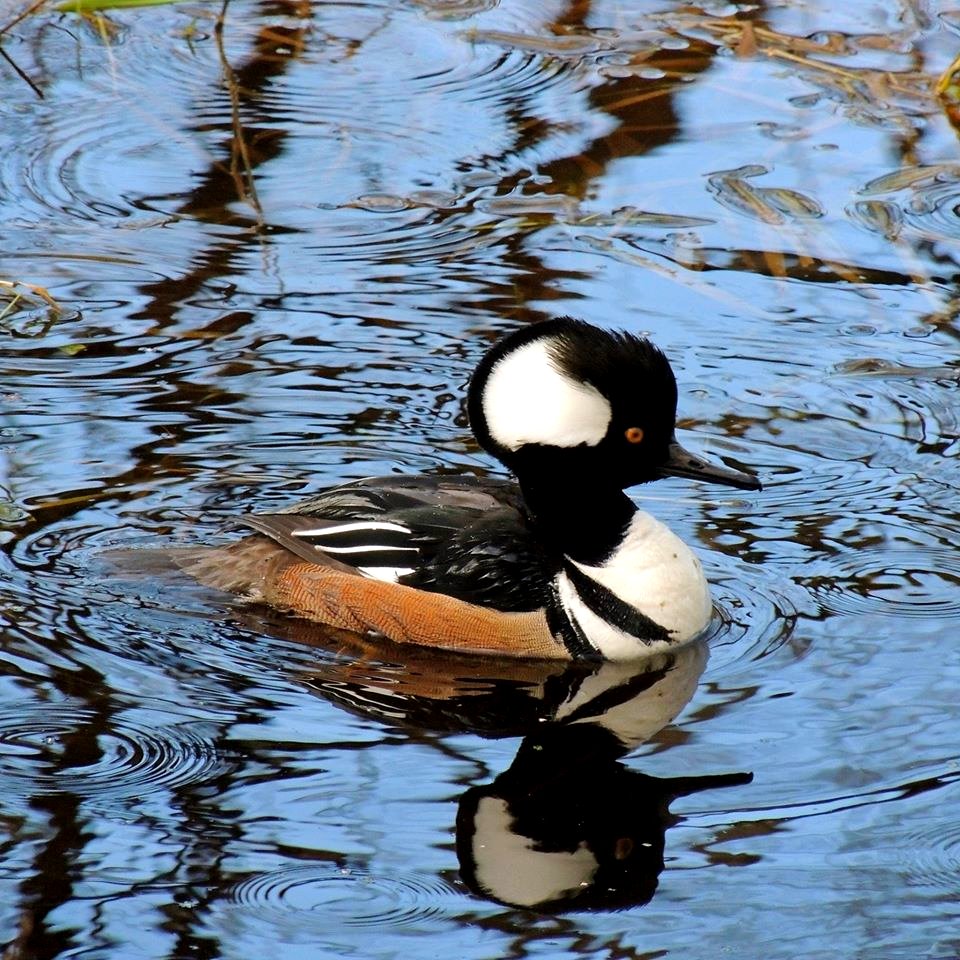 Hooded Merganser