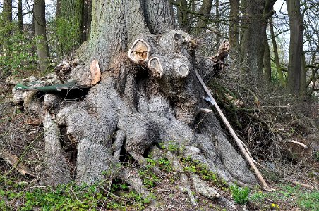 The story of a strange tree photo