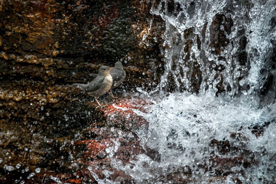Dipper - At The Feet Of Greatness