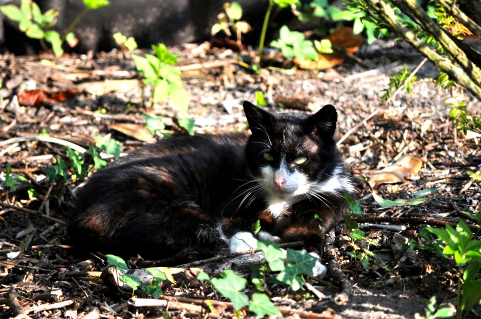 Müde Katze photo