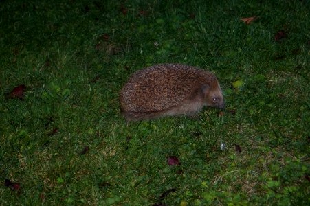 Nächtlicher Besucher