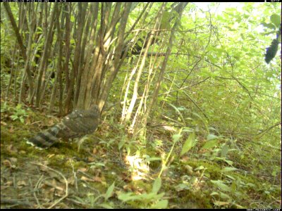 Broad-winged Hawk