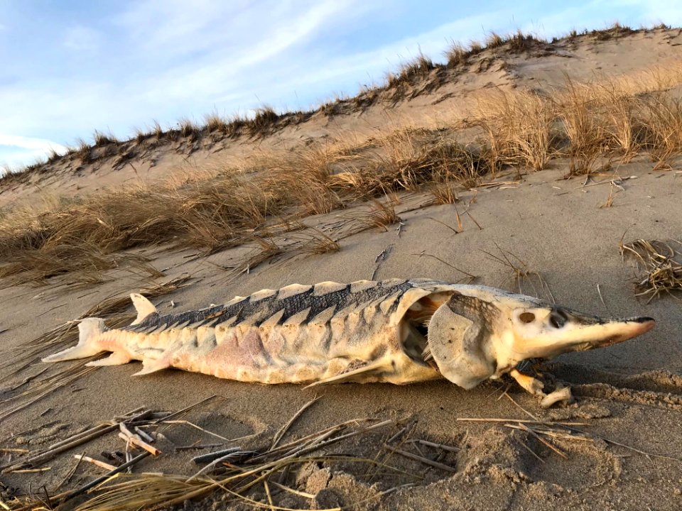 Atlantic Sturgeon - Parker River National Wildlife Refuge