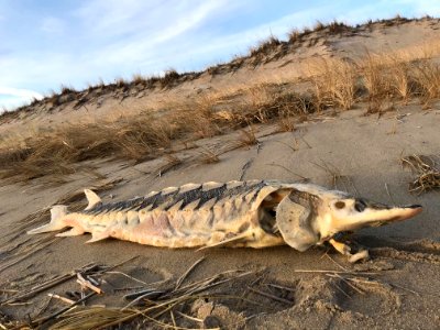 Atlantic Sturgeon - Parker River National Wildlife Refuge