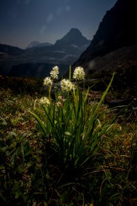 Wildflower in the Alpine photo