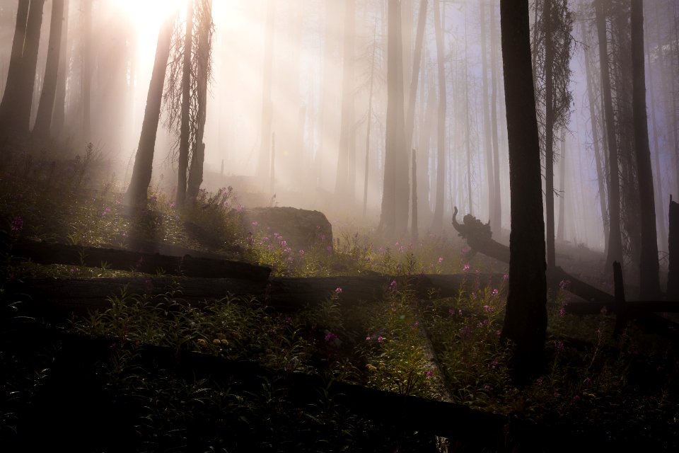 Burnt Forests are Beautiful