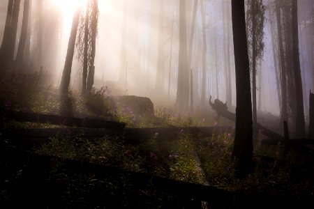 Burnt Forests are Beautiful