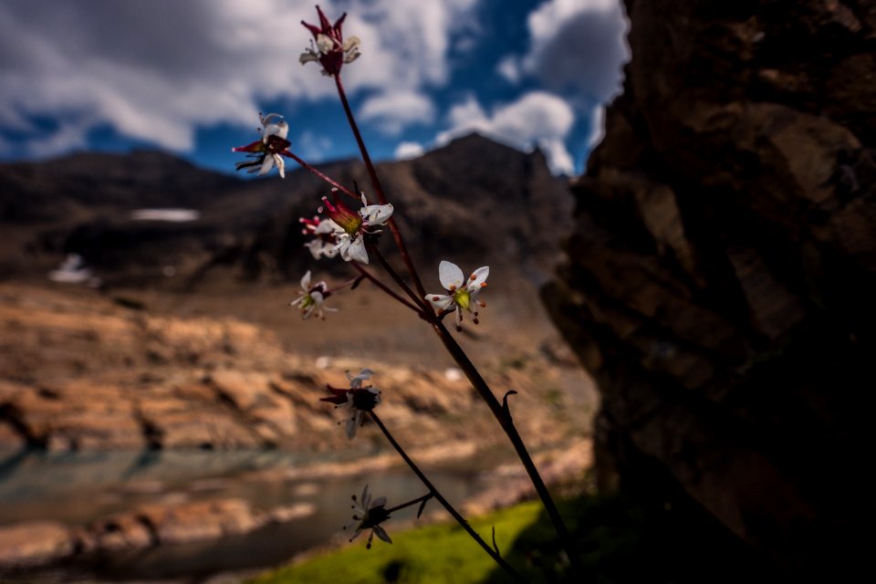 Alpine Flower