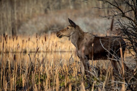 A young moose (Alces americanus)