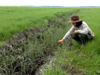 Saltmarsh Ditch