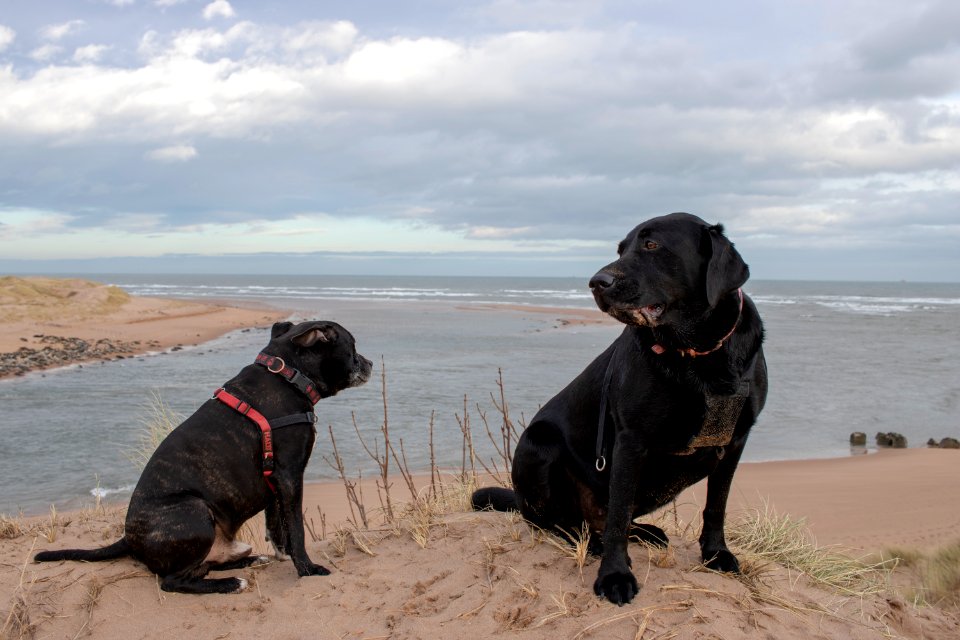 Staffy and Black Lab on Beach in front of Ocean
