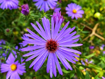 Brightly Colored Violet Aster photo