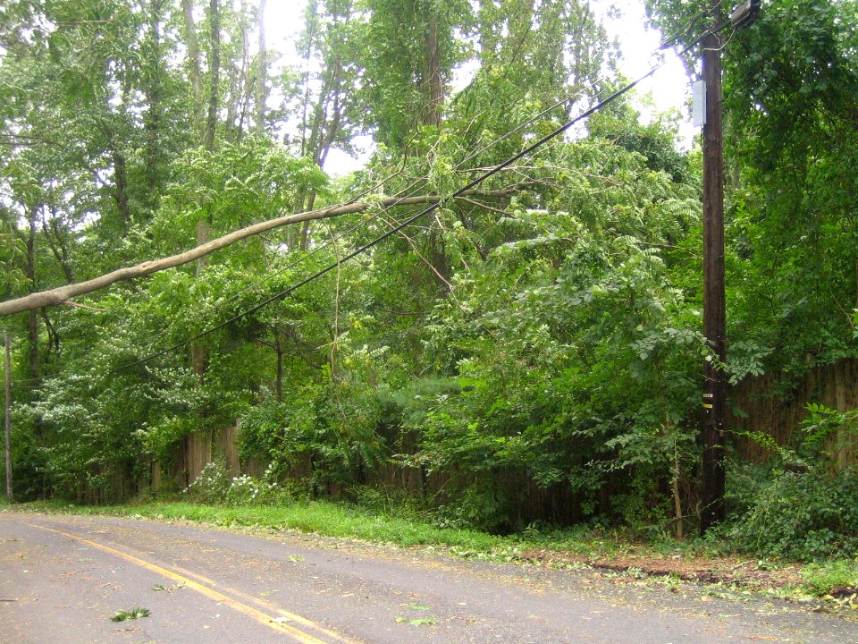 Downed tree at Great Swamp