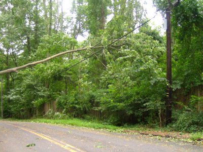 Downed tree at Great Swamp