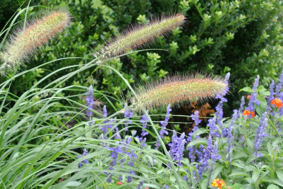 Purple flowers herbs