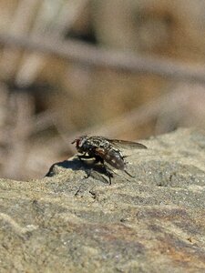 Botfly detail rock photo