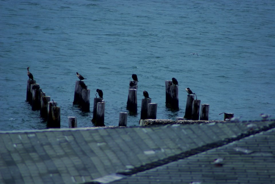 Great Gull Island, NY