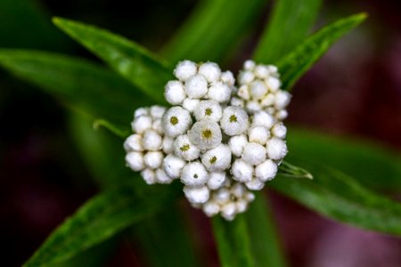 Pearly everlasting - Anaphalis margaritacea photo