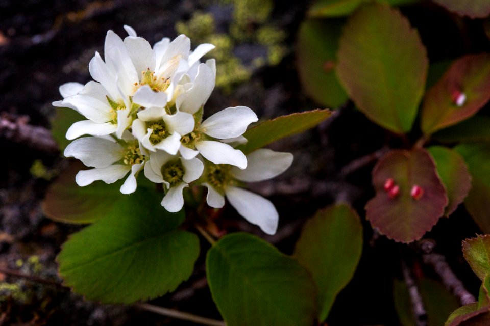 Serviceberry - Amelanchier alnifolia