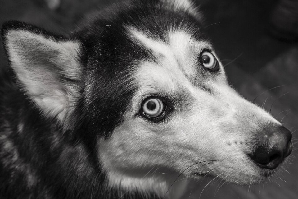 Siberian siberianhusky blackandwhite