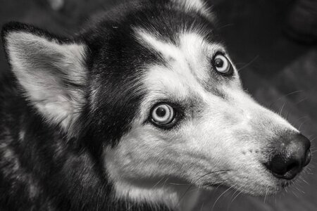 Siberian siberianhusky blackandwhite