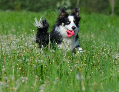 Dog summer dandelion meadow photo