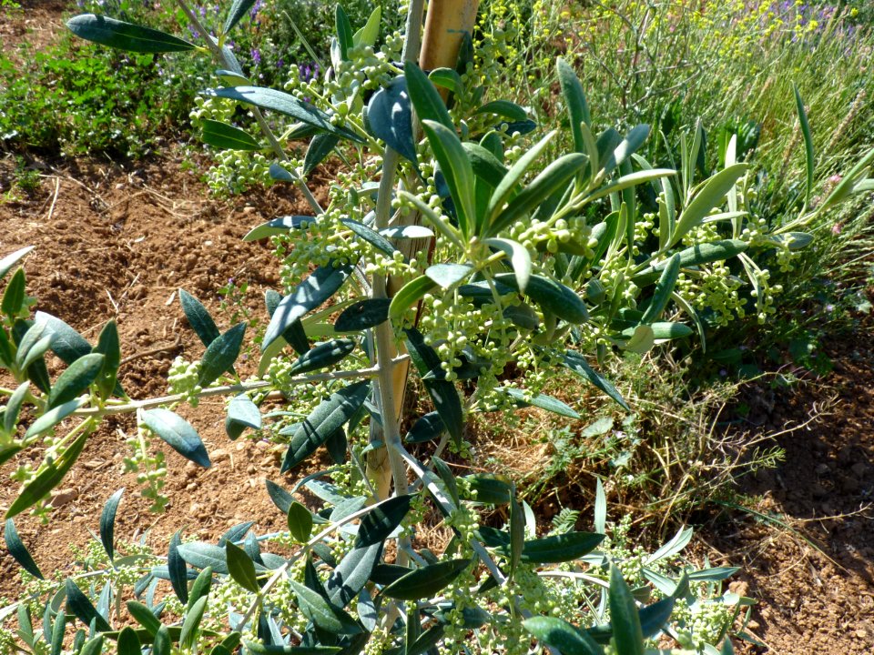 Olive tree in bloom