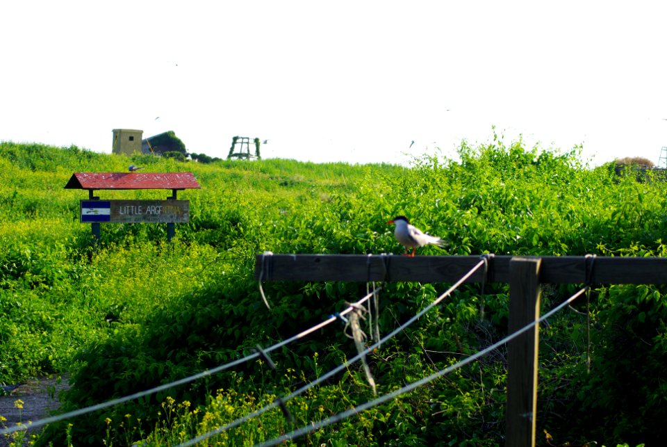 Great Gull Island, NY