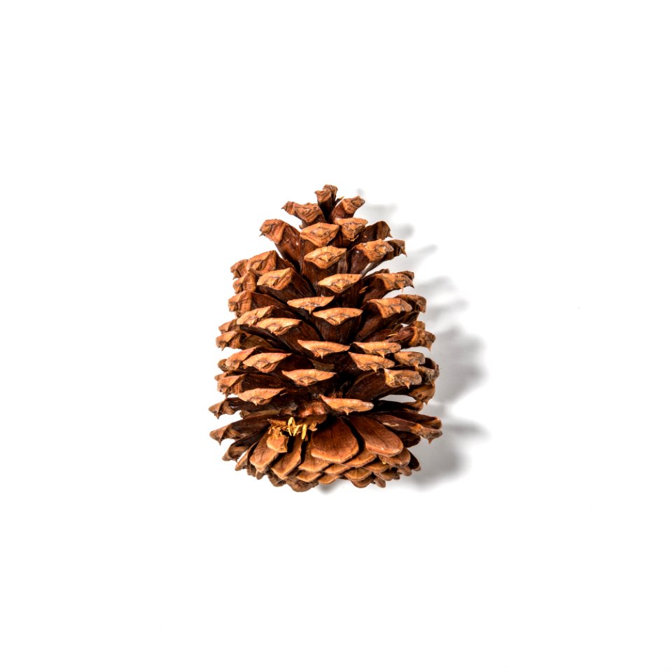 Ponderosa pine (Pinus ponderosa)