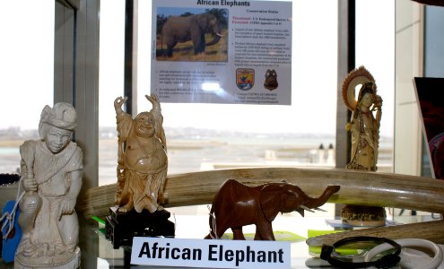 Elephant Ivory Carvings
