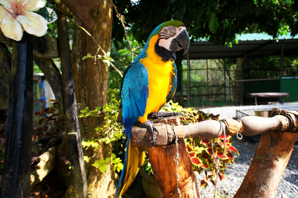 Tropical wildlife wild