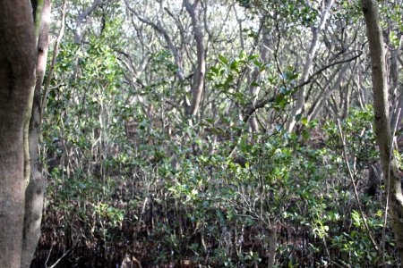 Avicennia marina. Grey Mangrove