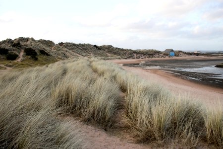 Dog running through Grass at Beach photo