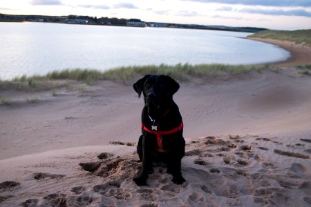 Black Labrador sitting on a Beach at Dusk photo